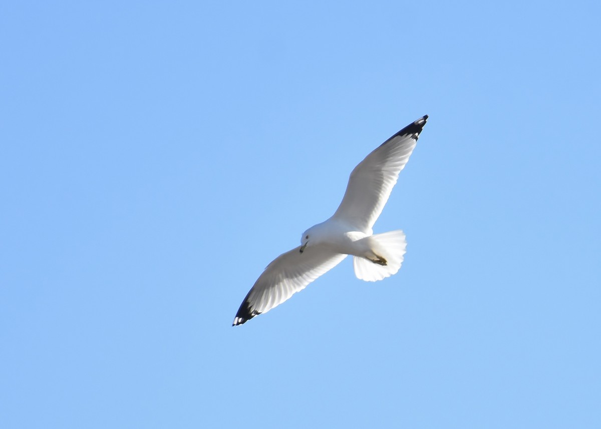 Ring-billed Gull - Don Carbaugh