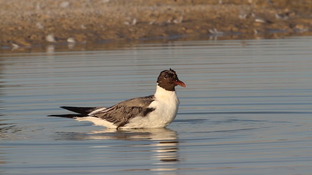 Laughing Gull - ML487318