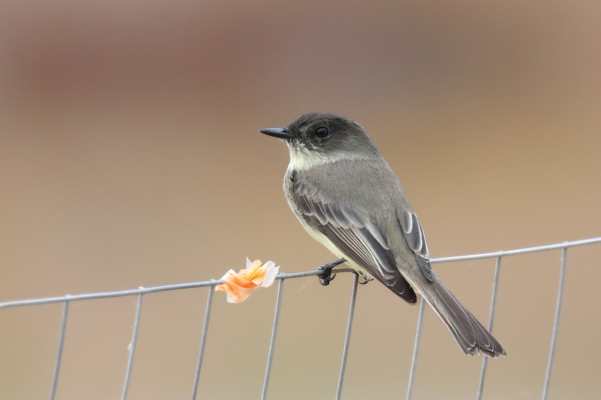 Eastern Phoebe - Andy Wilson