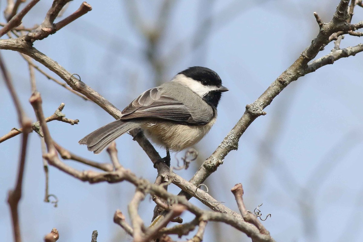 Carolina Chickadee - Michael O'Brien