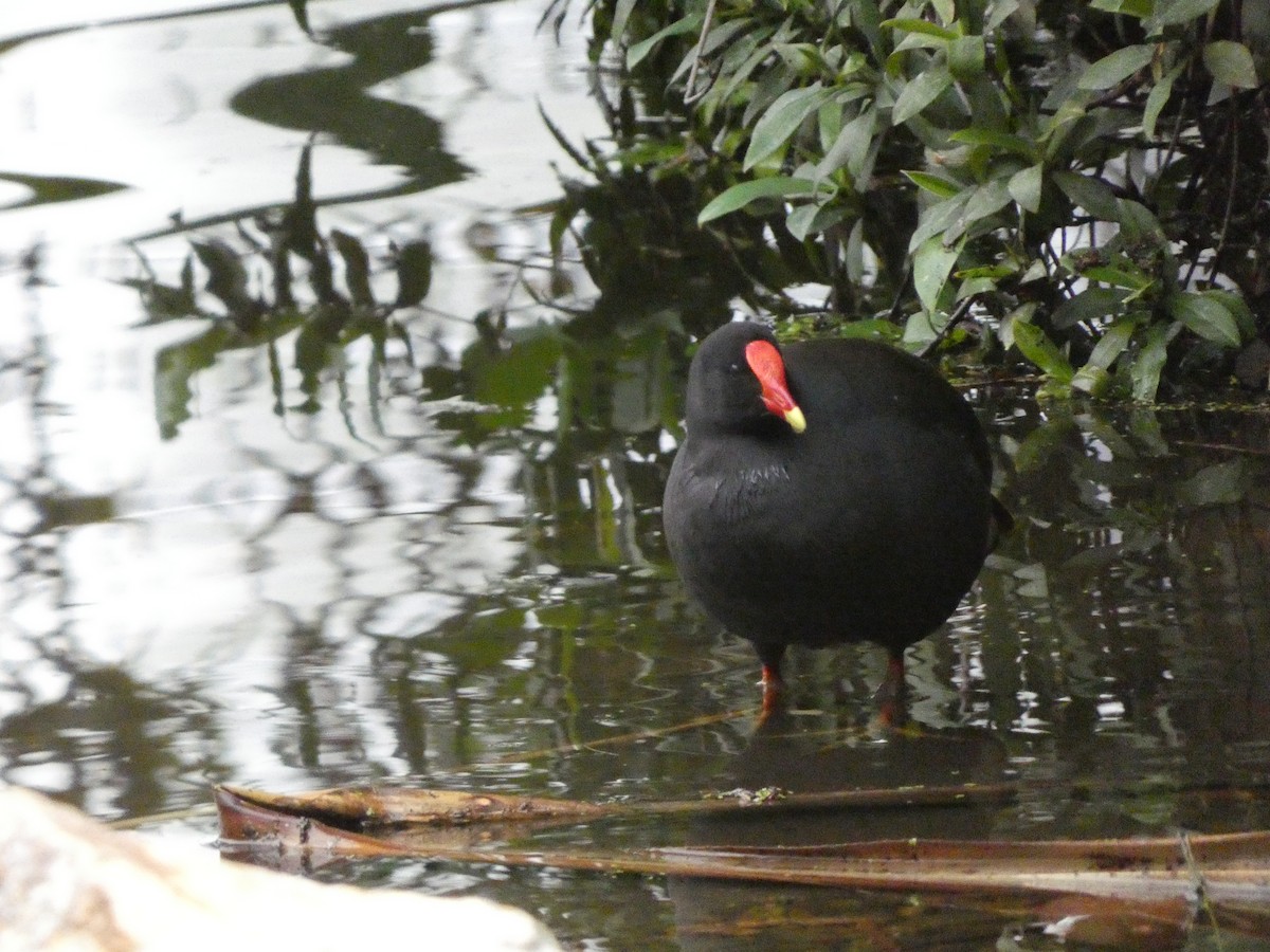 Dusky Moorhen - ML487318981