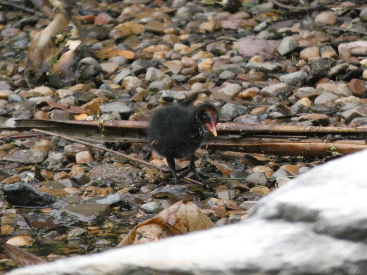 Dusky Moorhen - ML487318991