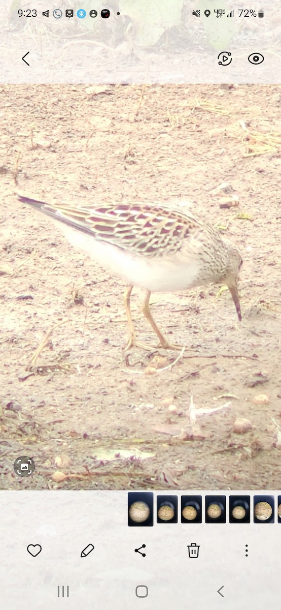 Pectoral Sandpiper - ML487319271