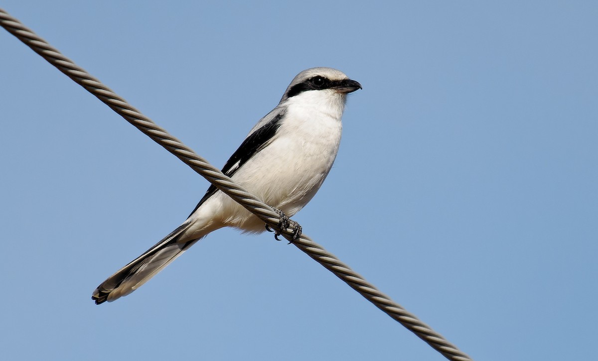 Great Gray Shrike - Matti Rekilä