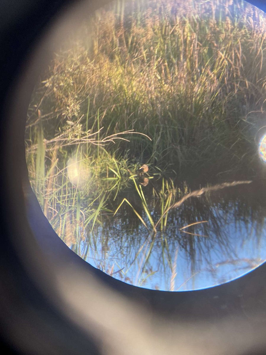 Virginia Rail - ML487321401