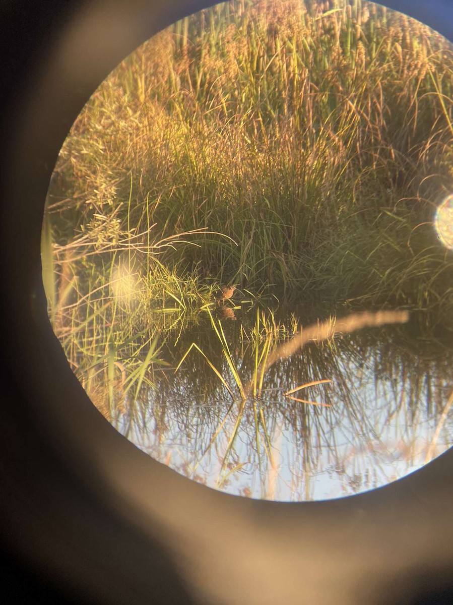 Virginia Rail - ML487321541