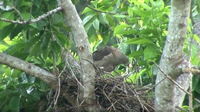 Brown Goshawk - ML487321671