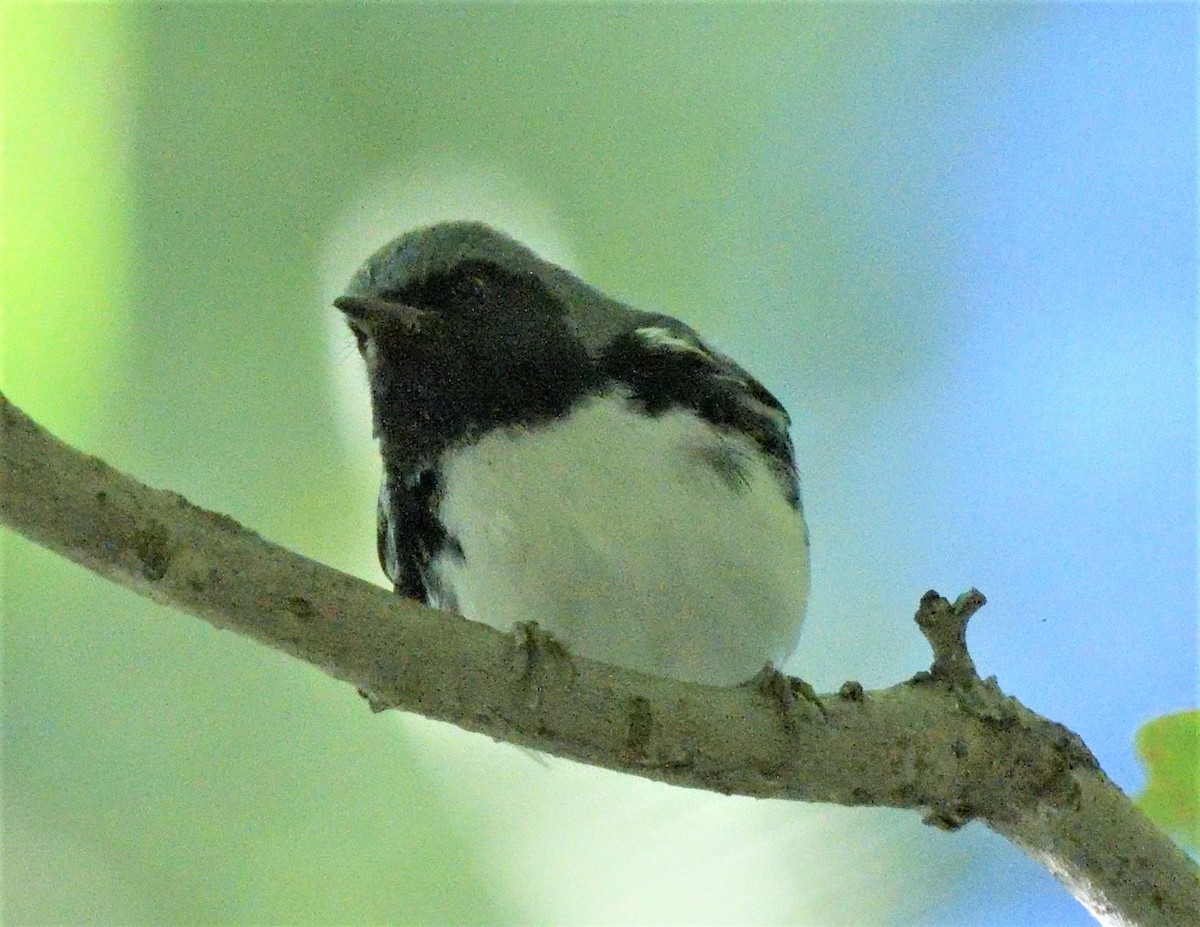 Black-throated Blue Warbler - ML487322461