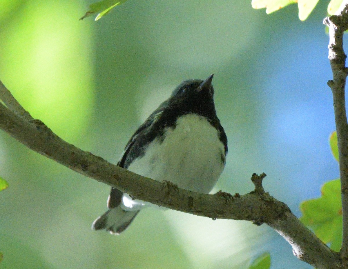 Black-throated Blue Warbler - ML487322491