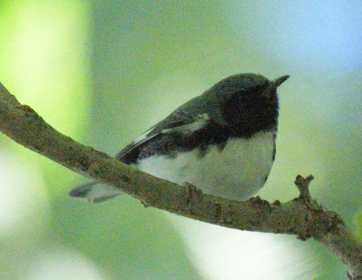 Black-throated Blue Warbler - ML487322521