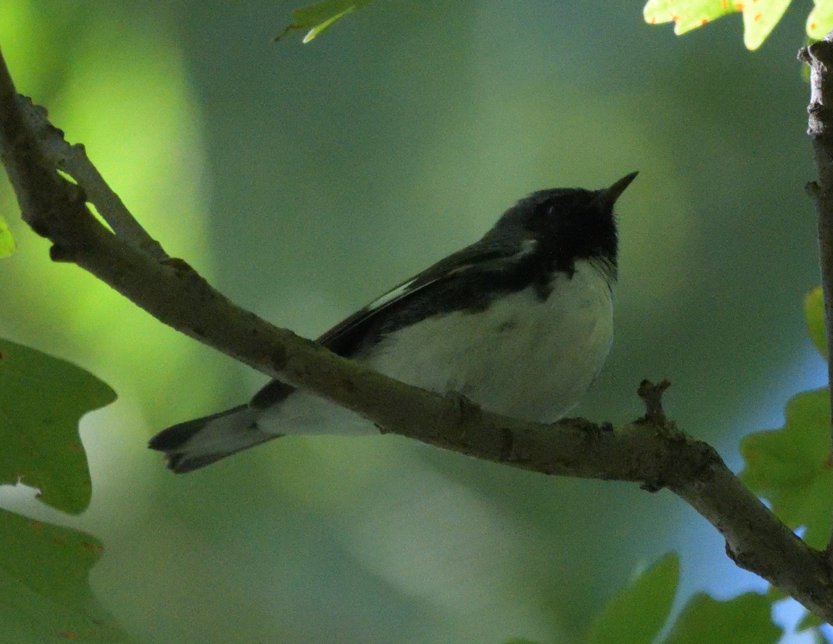 Black-throated Blue Warbler - FELIX-MARIE AFFA'A