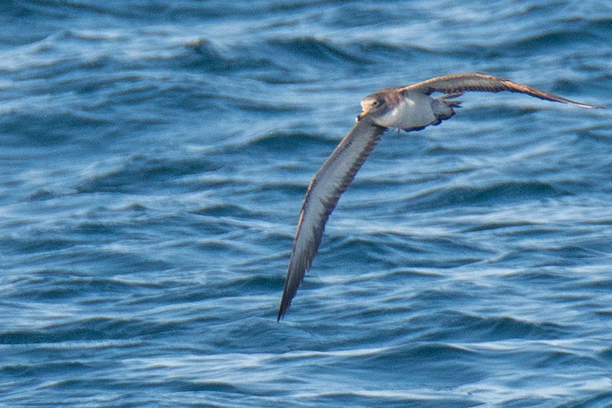 Cory's Shearwater - ML487322621