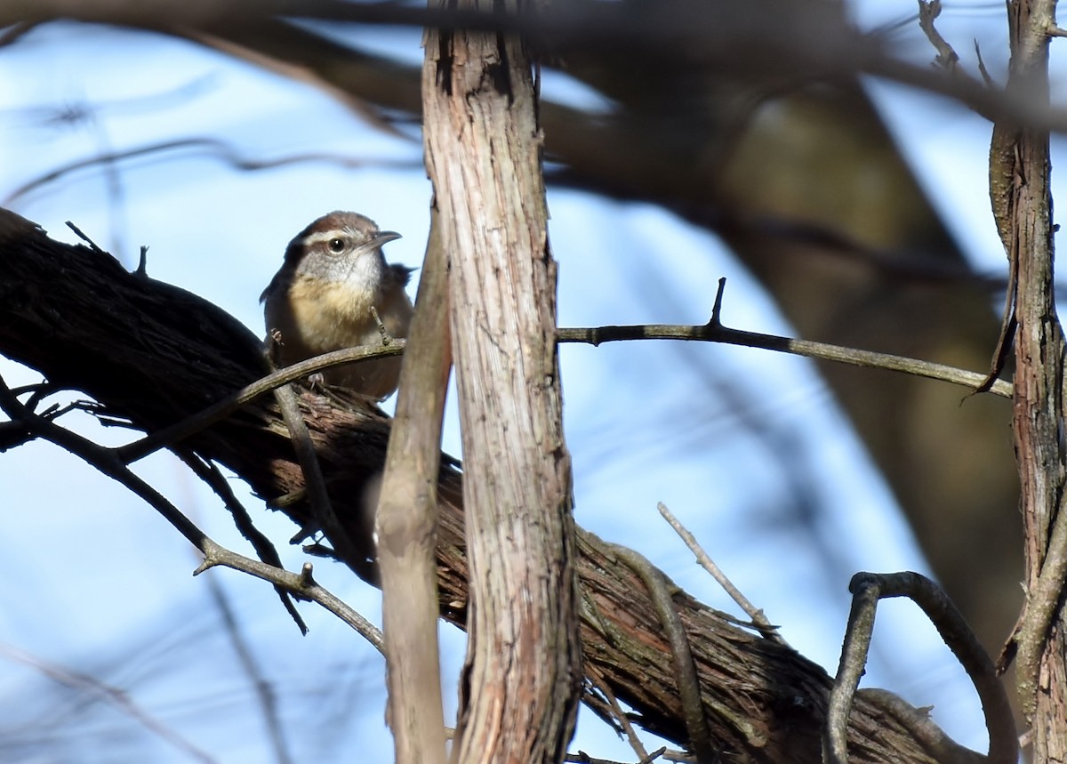 Carolina Wren - ML48732291