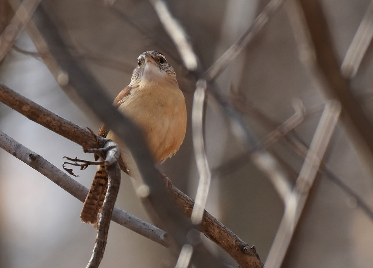 Carolina Wren - ML48732301