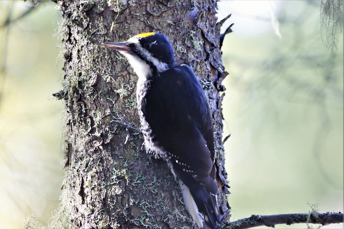 Black-backed Woodpecker - ML487324901