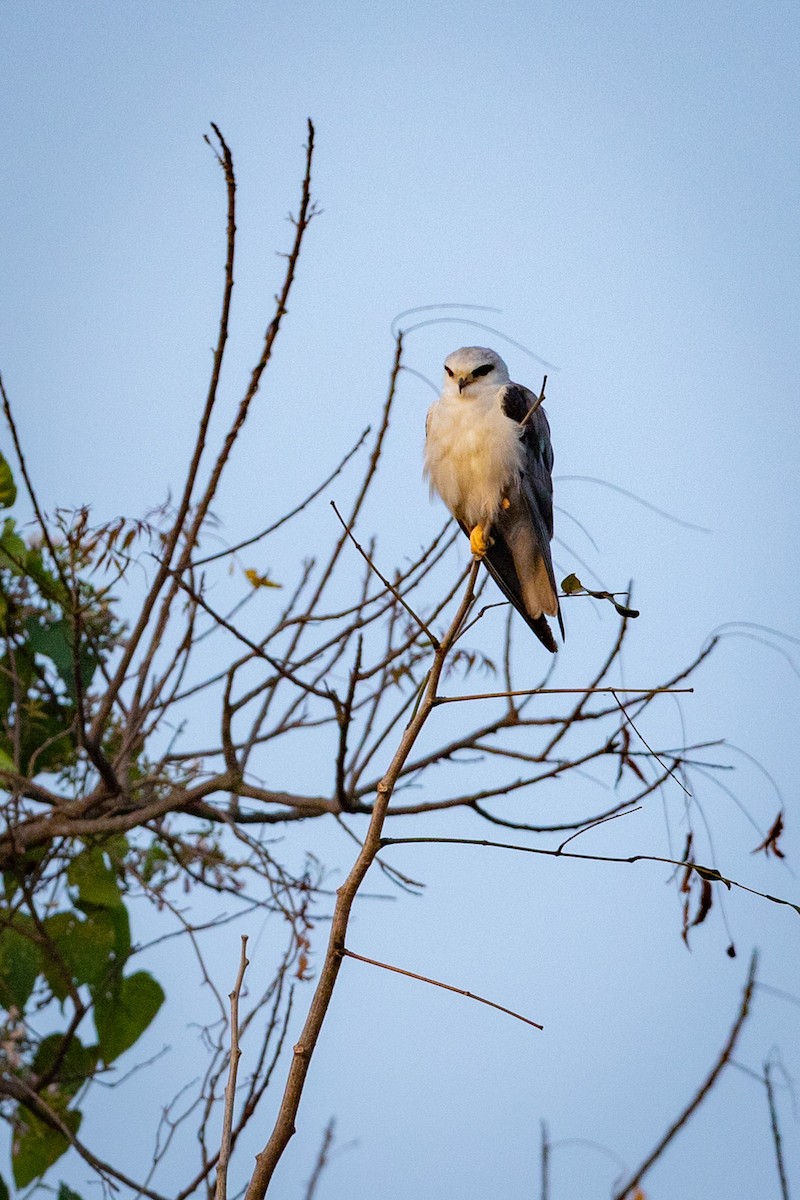 Black-winged Kite - ML487325911