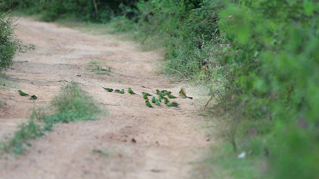 Asian Green Bee-eater - ML487326071