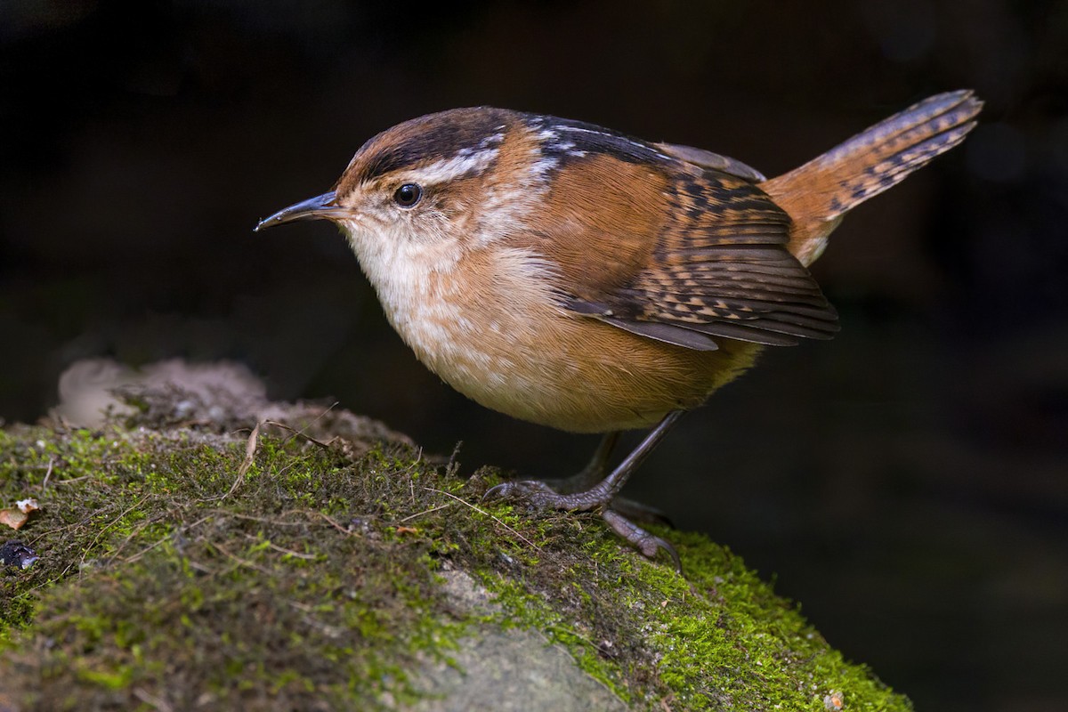 Marsh Wren - ML487326751