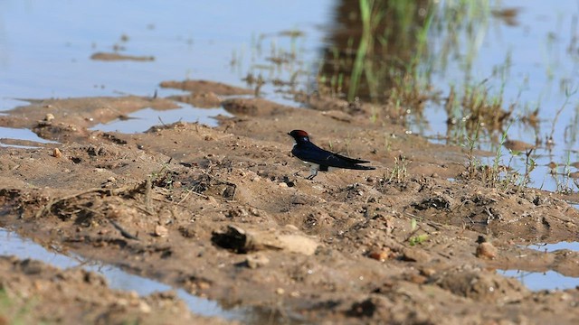 Golondrina Colilarga - ML487329071