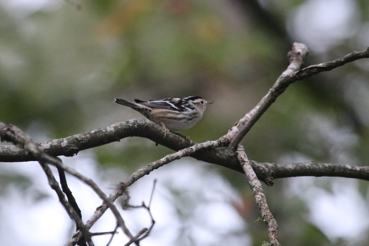 Black-and-white Warbler - ML487329231