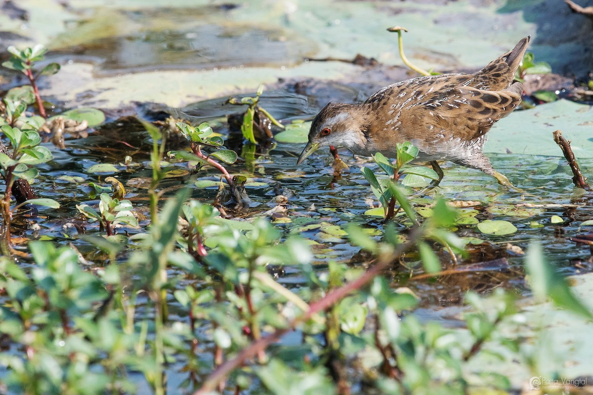 Baillon's Crake - ML48733061