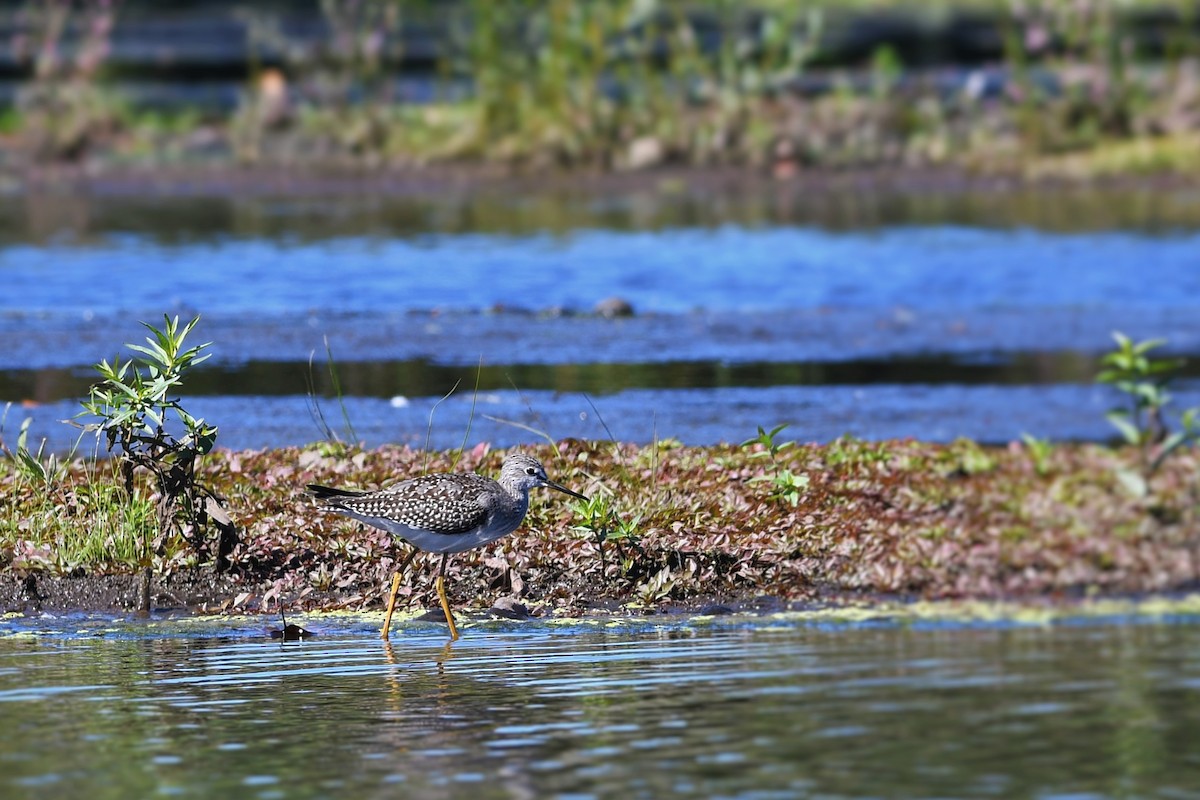 Lesser Yellowlegs - ML487330931