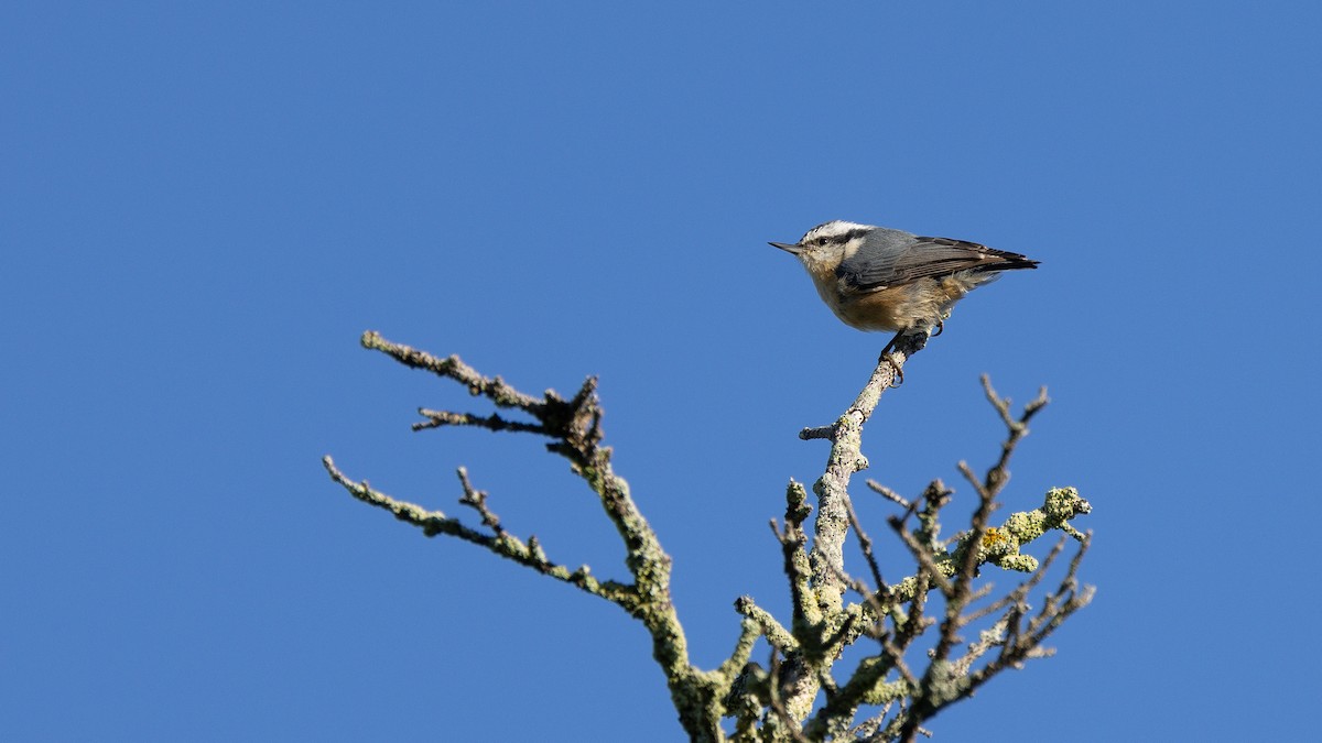 Red-breasted Nuthatch - ML487331141
