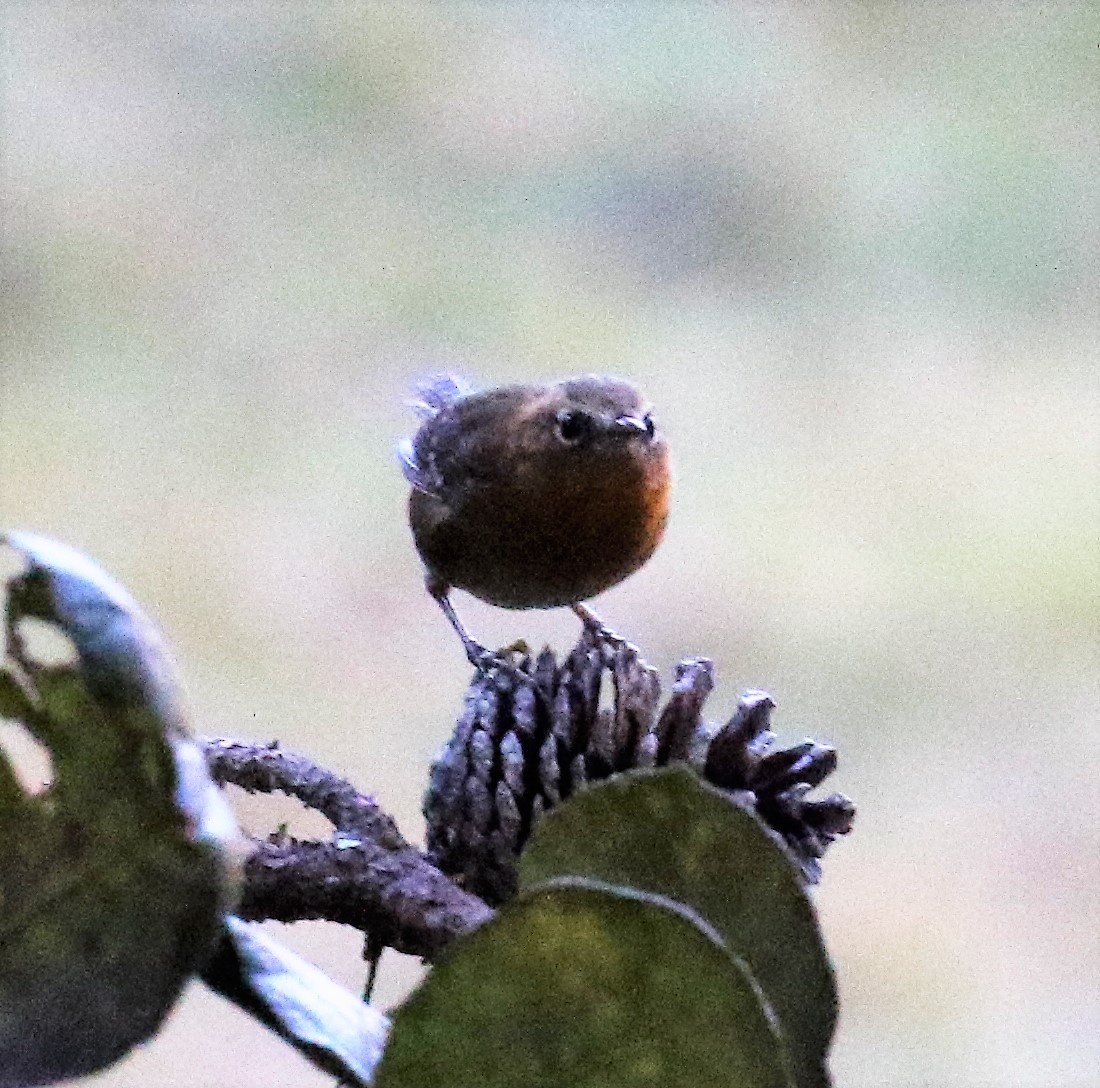 Rufous-browed Wren - ML48733201