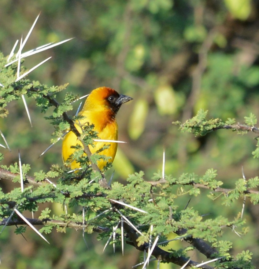 Northern Masked-Weaver - ML487333211