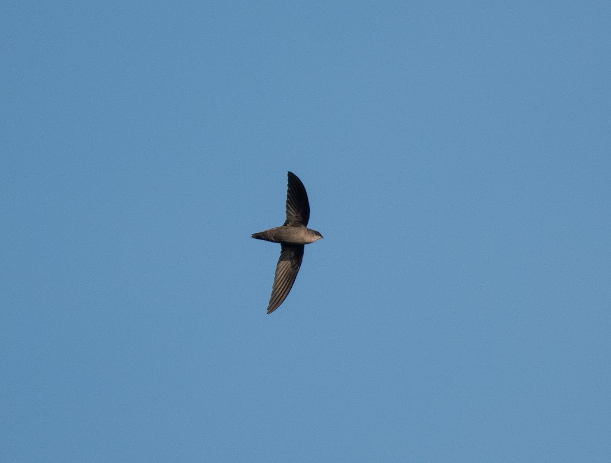 Chimney Swift - Larry Manfredi