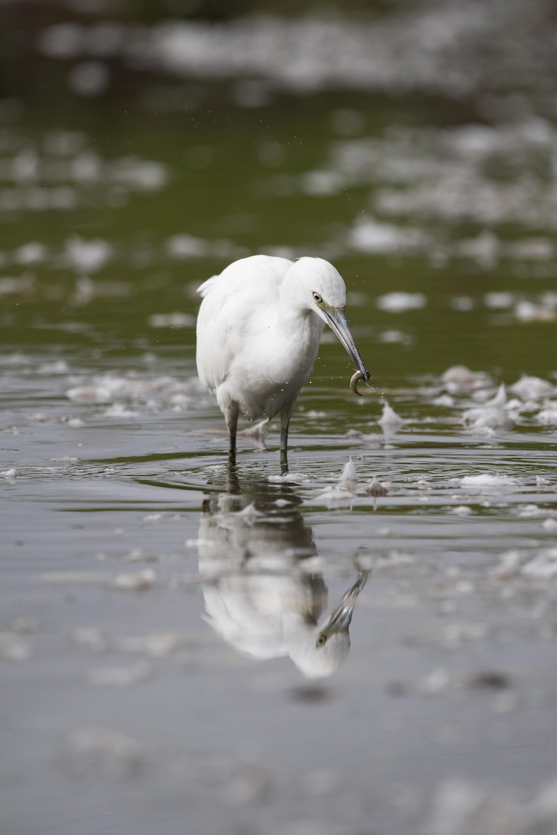 Little Blue Heron - ML487338171