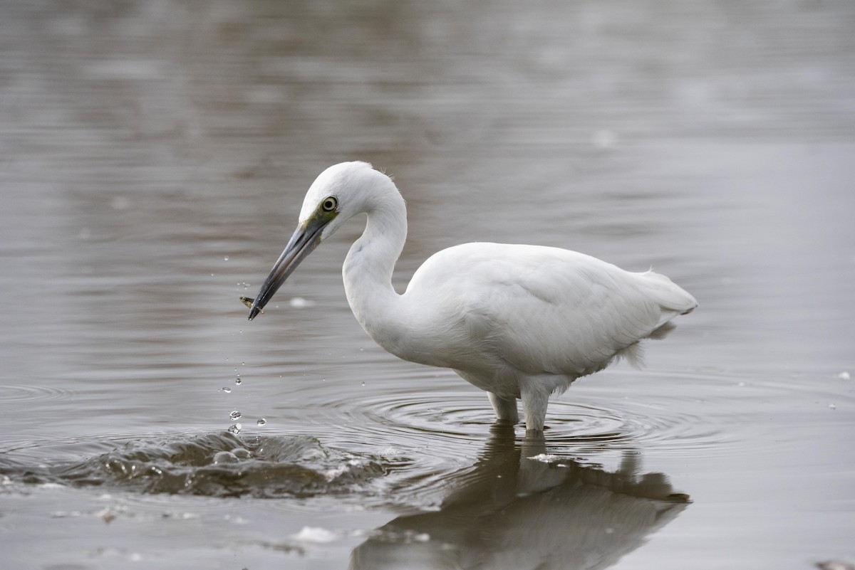 Little Blue Heron - ML487338181