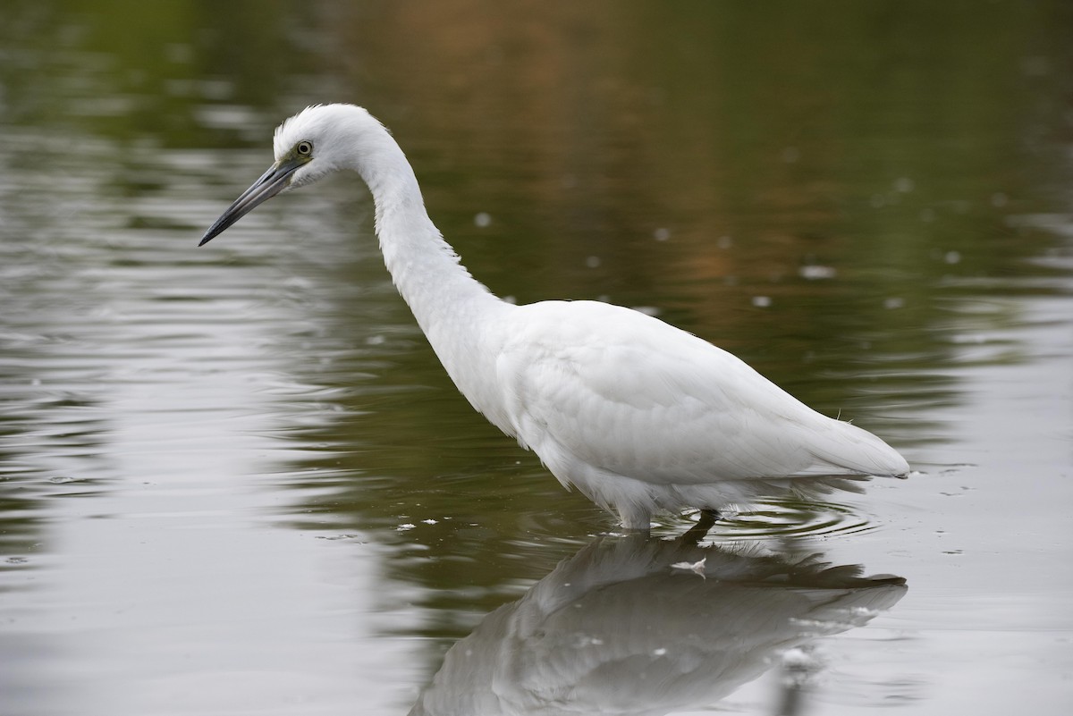 Little Blue Heron - ML487338191