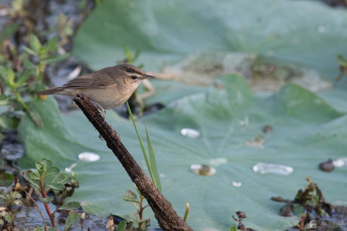 Black-browed Reed Warbler - ML48733861