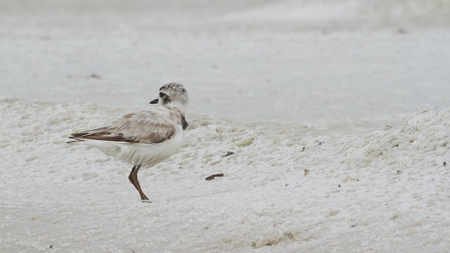 Snowy Plover (nivosus) - ML487339