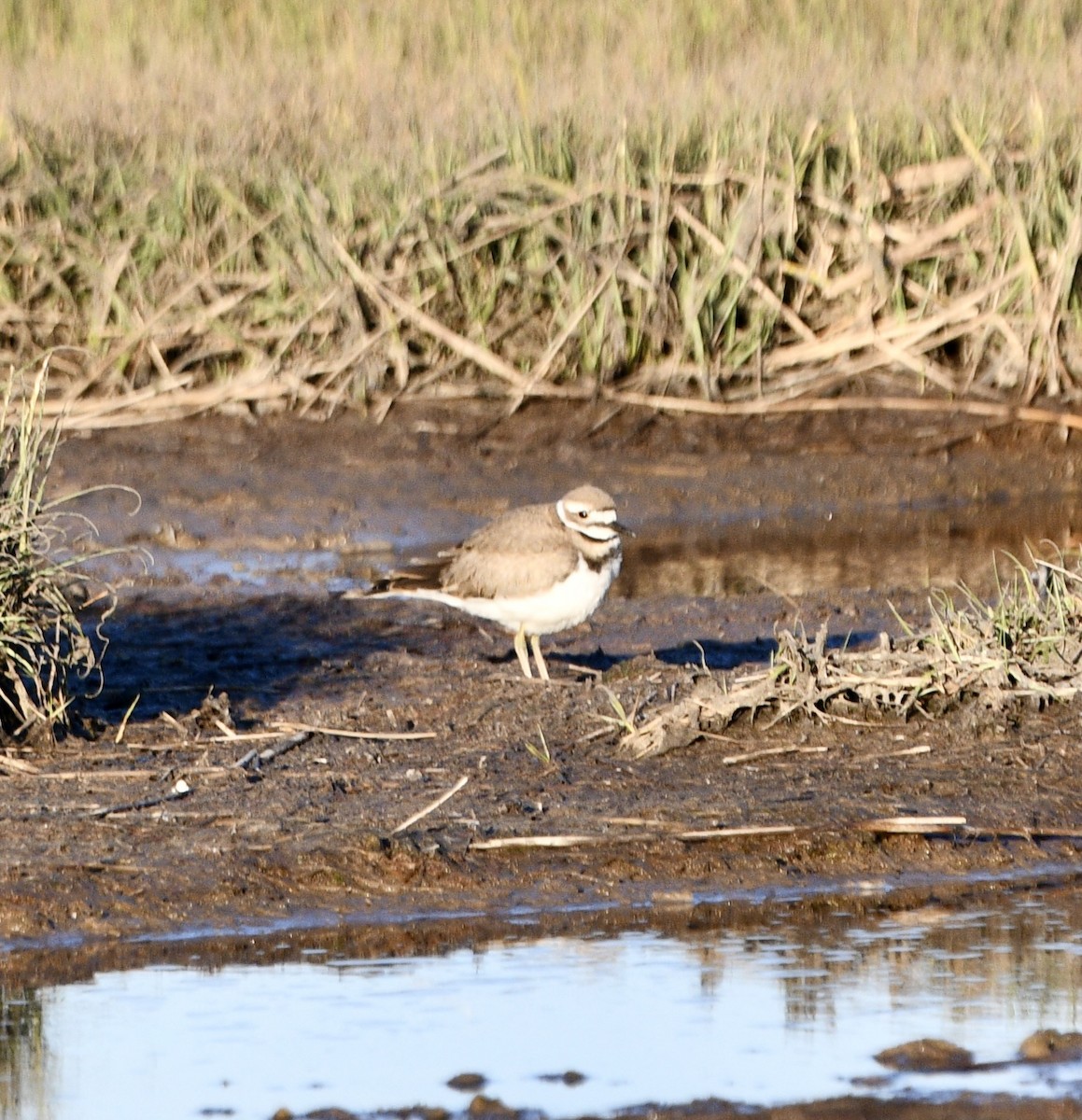 Крикливый зуёк - ML487339341