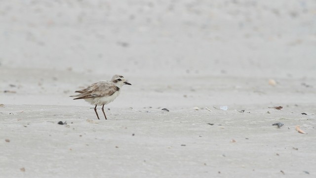 Snowy Plover (nivosus) - ML487340