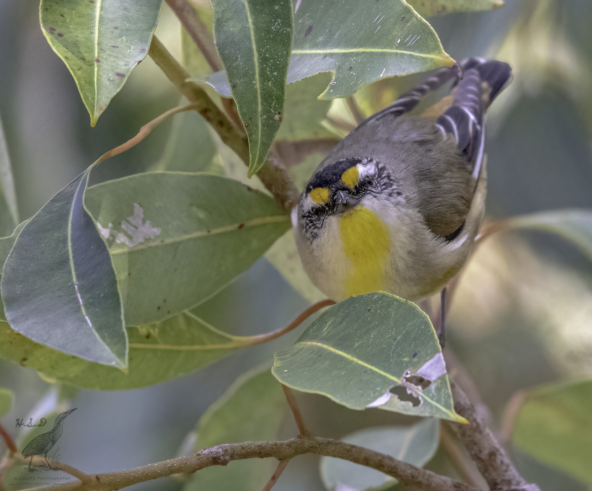 Striated Pardalote - Harry Davis