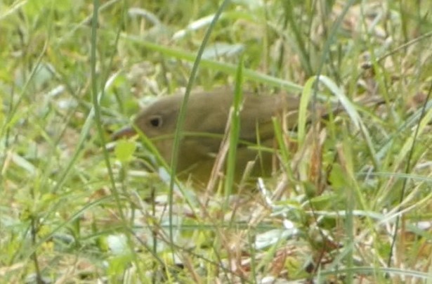 lesňáček kroužkooký - ML487341841