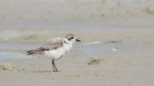 Snowy Plover (nivosus) - ML487344