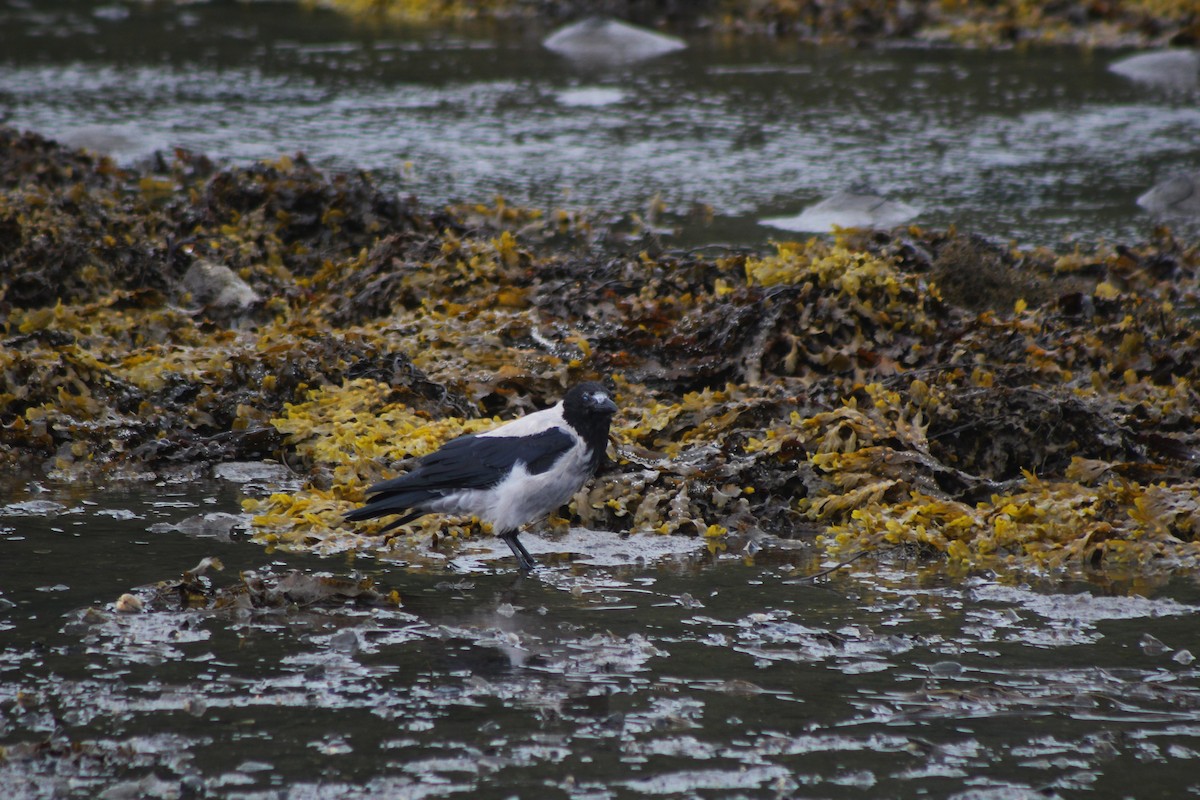 Hooded Crow - ML487344121