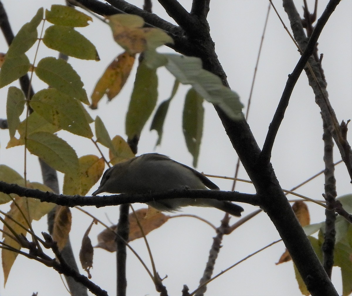 Red-eyed Vireo - ML487344161