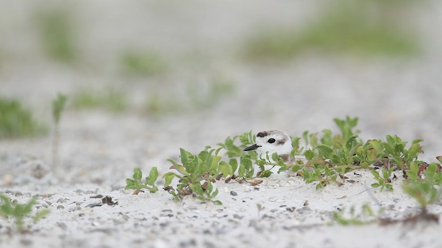 Snowy Plover (nivosus) - ML487346