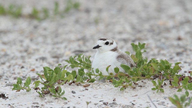 Snowy Plover (nivosus) - ML487347