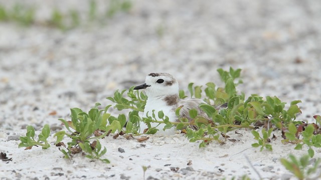 Snowy Plover (nivosus) - ML487348