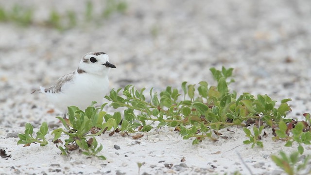 Snowy Plover (nivosus) - ML487349