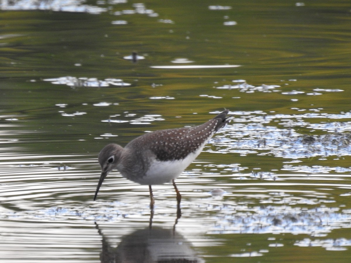 Solitary Sandpiper - ML487349401