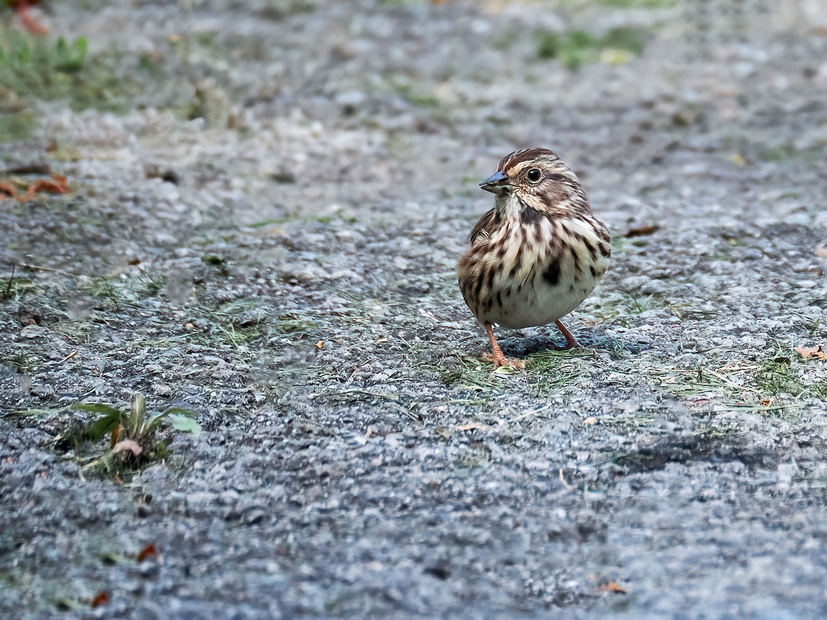 Song Sparrow - ML487349551