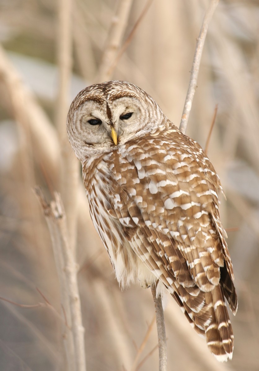 Barred Owl - ML48735011