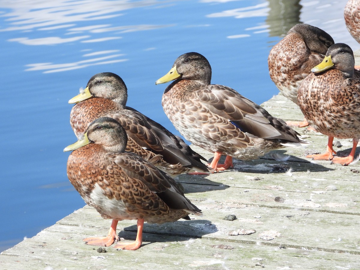 Canard colvert - ML487350731